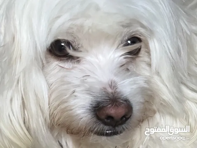 مطلوب كلبه انثى للتبني