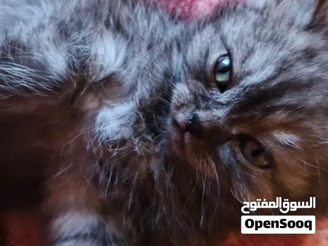 كيتن صغيره للبيع عمرها شهرين