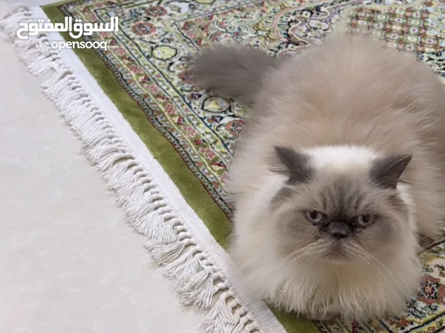 الي له خاطر يتواصل ع الخاص حط سعرك وشلهم
