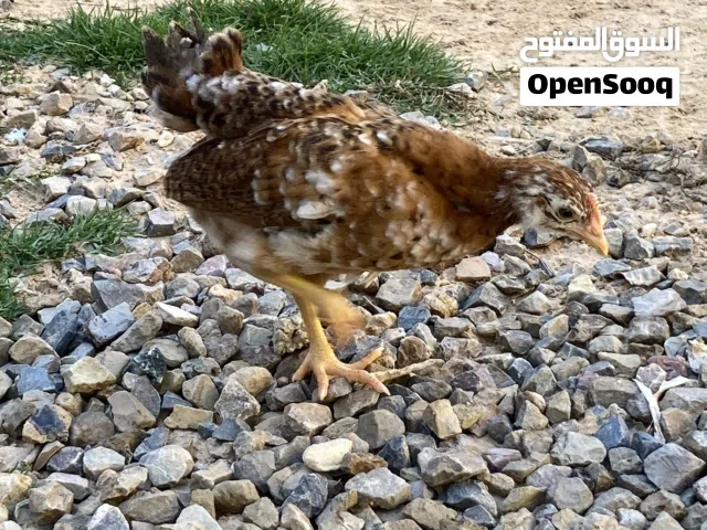 كتاكيت دجاج