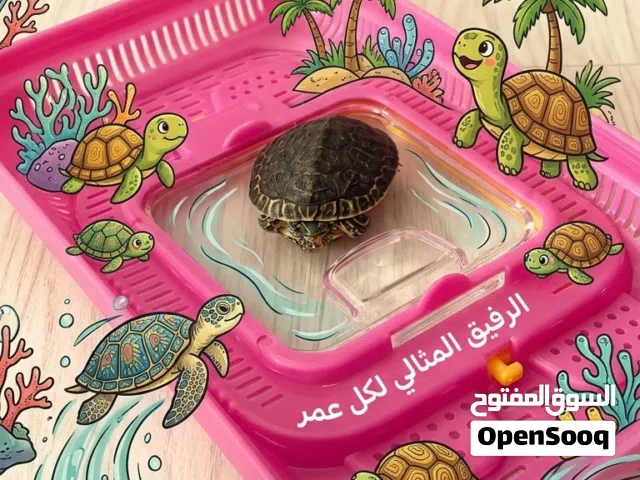 سلحفاه مائيه للبيع