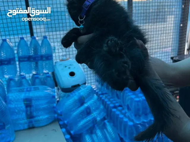 قطة شيرازي عمرها اشهر للبيع المستعجل