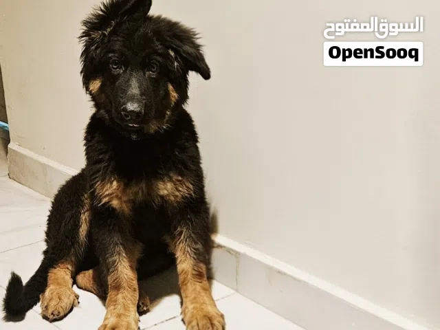 أنثى جيرمن للبيع