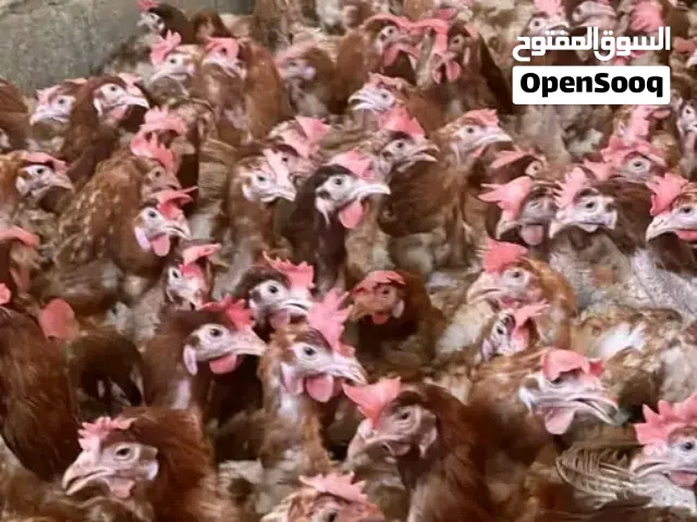 دجاج تونسي ربي يبارك