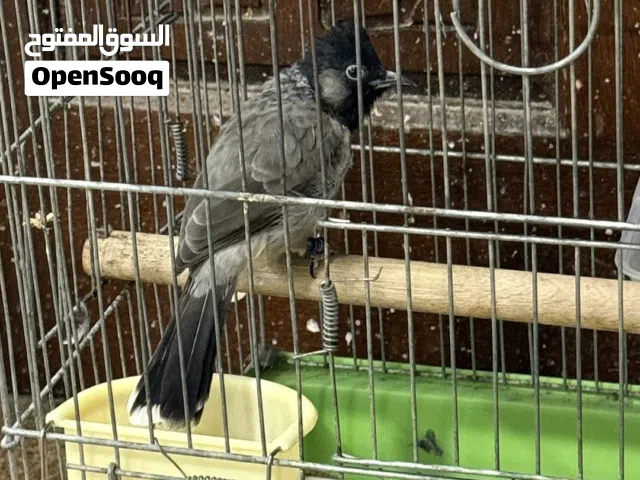 للبيع 3 بلابيل كشميري عربي