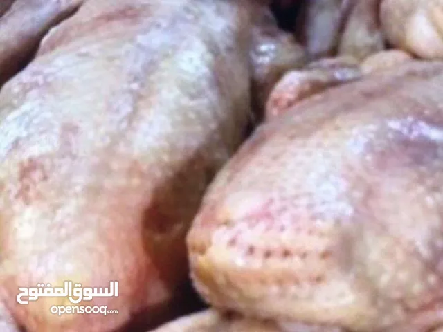 البيع فروخ حمام زاجل