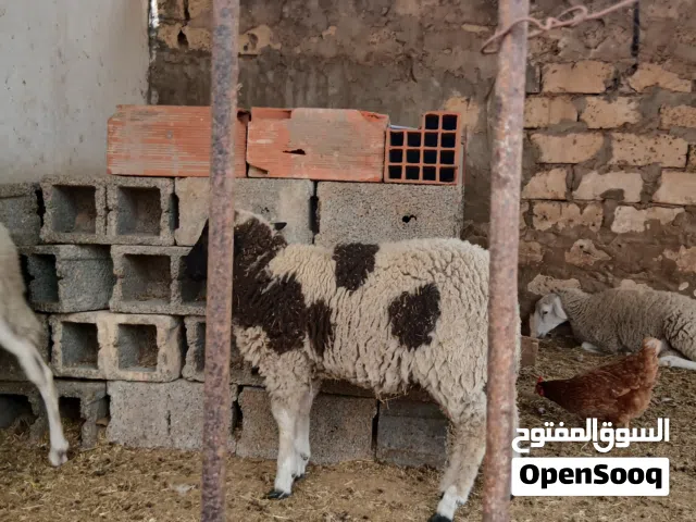خروف متجنس الام اسبانيا الاب وطني ربي يبارك العمر 8 شهور