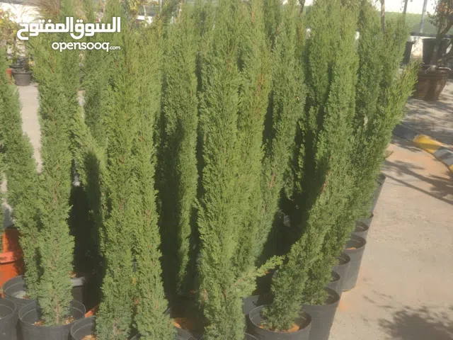 بيع وزرع الاشجار وتركيب جميع الري