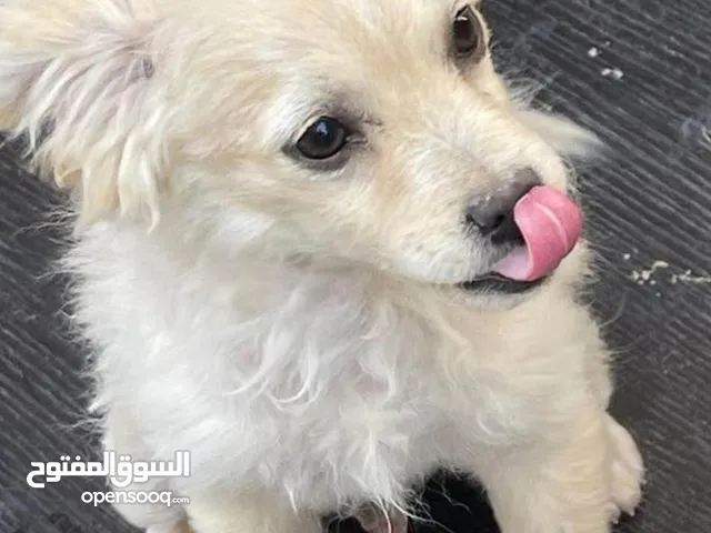 كلاب لولو فوكس اعمارهم 5 شهور لعوبين للبيع بسعر لقطه الكلبين ،،،البيع بداعي السفر فقط ،،،