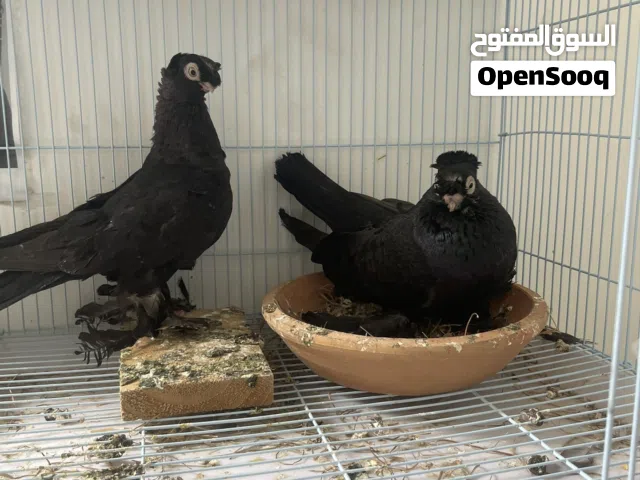 للبيع 5 حبات اوزبك مستوي ممتاز مدبلين