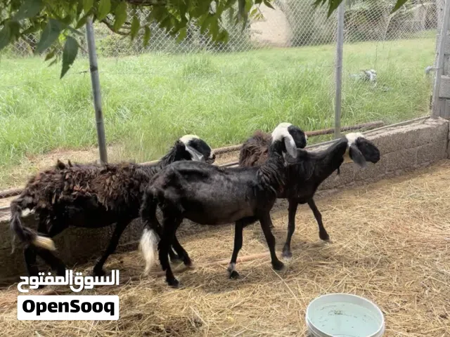 للبيع جعد ثلاث تهجين نجدي سوداني