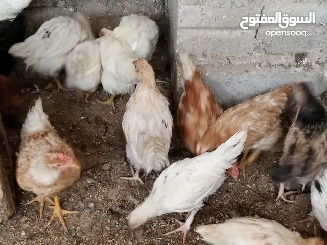 فرخات لوهمان للبيع