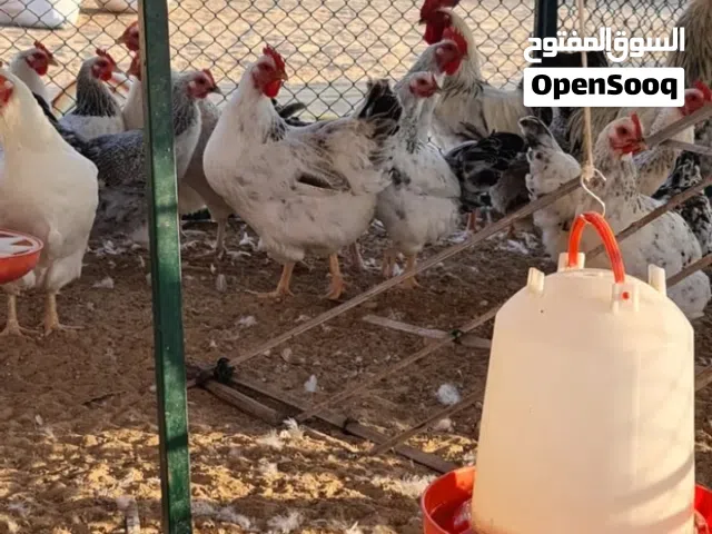 دجاج عربي اكثر من 20 دجاجة للبيع ومعاهم فلاليس