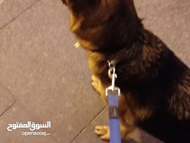 مطلوب كلبه جيرمن عمر ثلاث اشهر