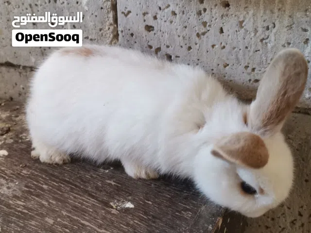 ارانب عمر شهر هجين بابيون خط أصف عمر شهر