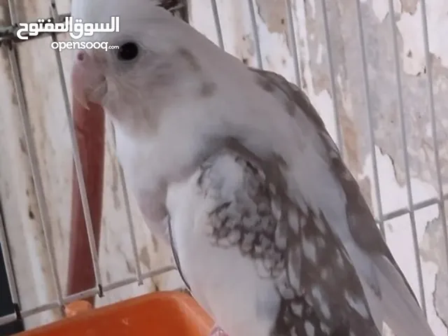 كوكتيل للبيع