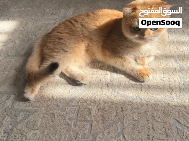 انثى سكوتش فولد سعرها قابللل للتفاوض المعقوللل حنوونة مرررهه ولعوببة وجميللة ماشاء الله