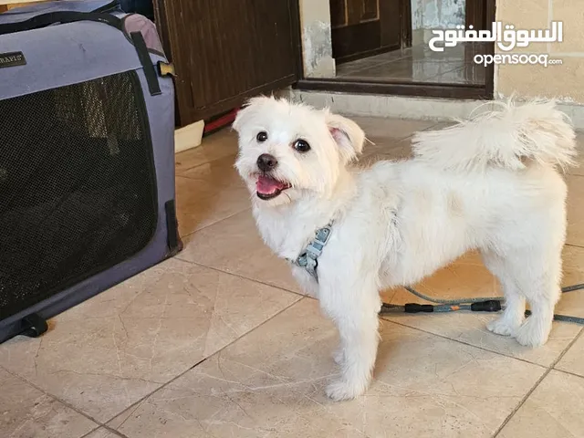 كلبه زينه اليفه أنثى للبيع ماخده جميع المطاعيم جديد واقصين شعرها معها بيتها كبير وقفص جديد