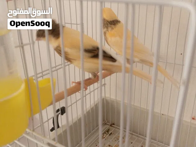 كناري للبيع مهرج البرتغالي