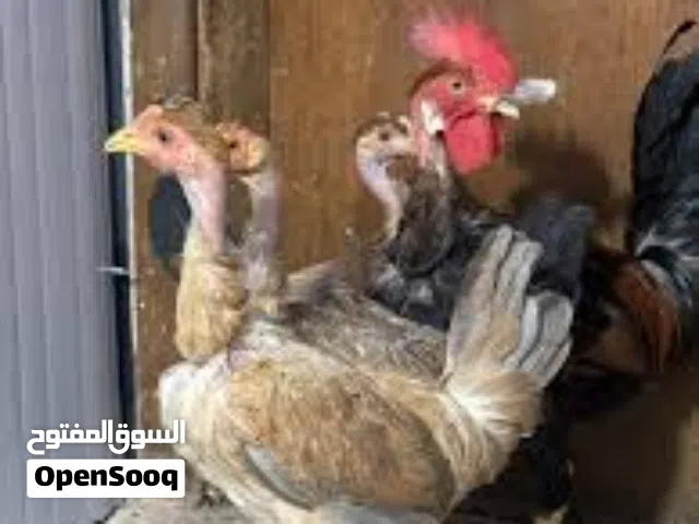 هرافي دجاج عرب وابو ركيبه