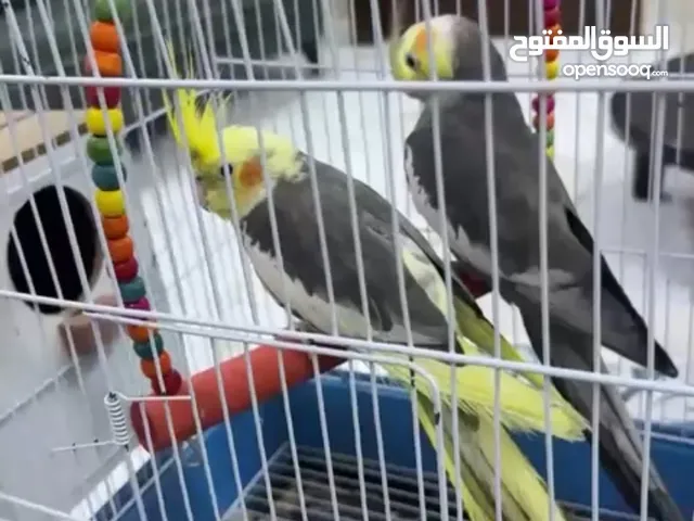 طيور كوكتيل ذكر وانثى