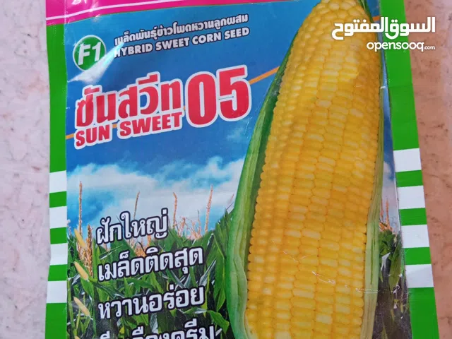 ذرة صفراء تايلاندية F1