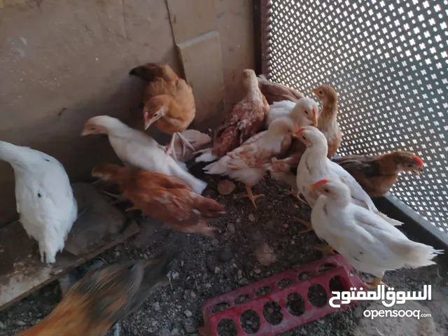 صيصان لوهمان شهرين للبيع