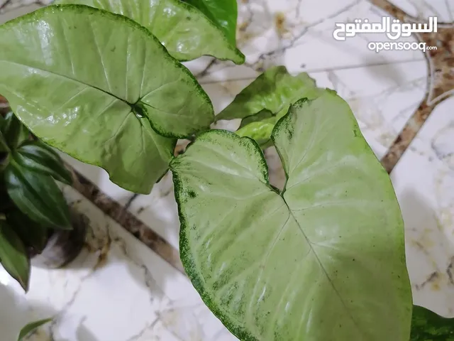 نباتات داخلية زراعةمائية باحجار الليكا. منقية للهواء تصلح على الرفوف وفي المطبخ و المكاتب الوصف مهم