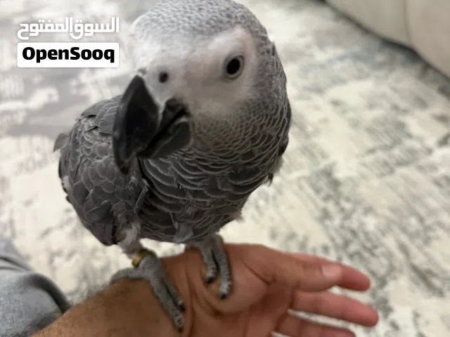 بغبغاء اليف جدا
