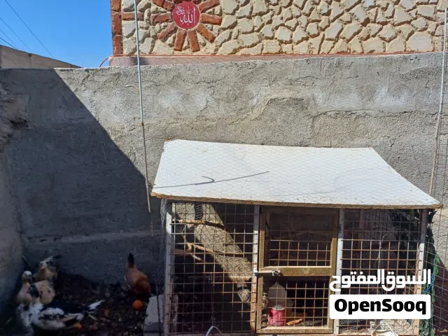 قن أو قفص أو خم دجاج حديد جامد وشبك حديد سميك تفصيل ممتاز ثقيل وعملي ليس بحاجة أي شيء