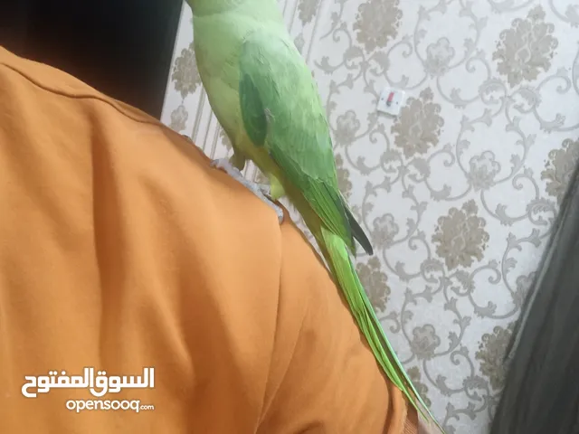 Parrot for sale
