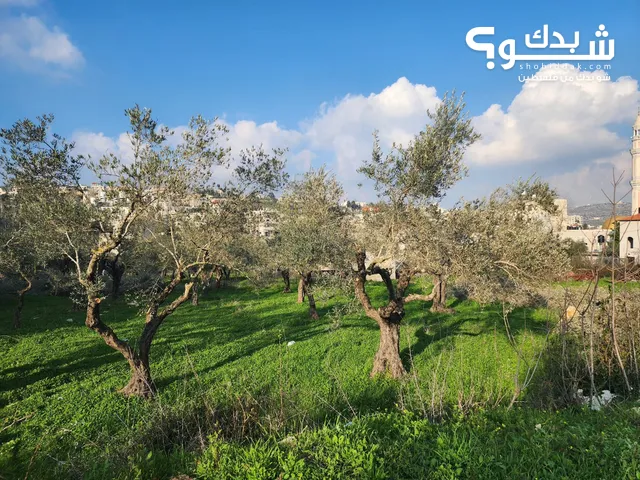Residential Land for Sale in Ramallah and Al-Bireh Ein Qiniya