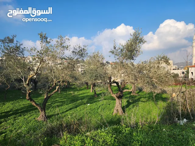 Residential Land for Sale in Ramallah and Al-Bireh Ein Qiniya