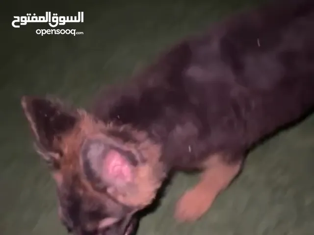 جيرمن شيبرد كنج سايز بيج بون