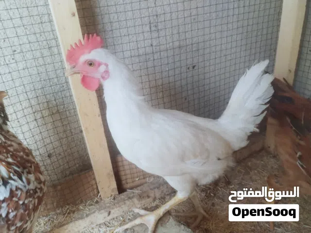 ديوجة عدد 5 للبيع