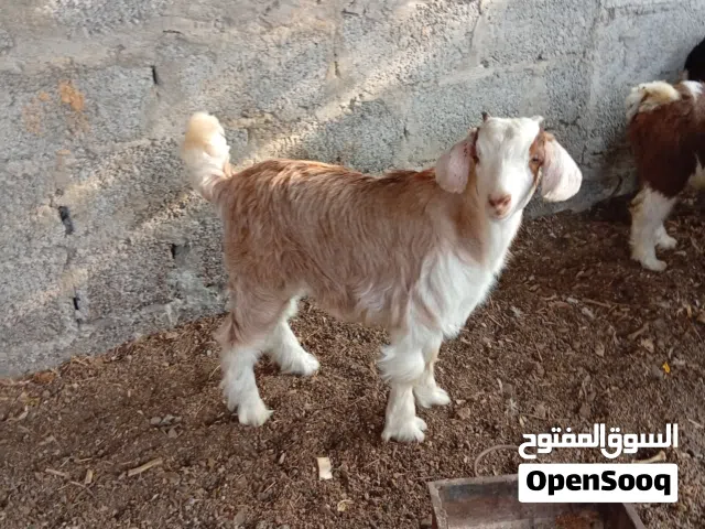 صخلان بالجمله للبيع حلال طيب سمين