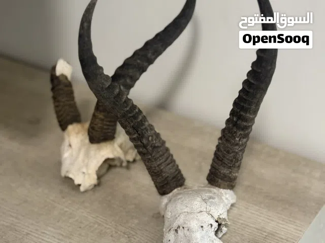 للبيع قرون غزال