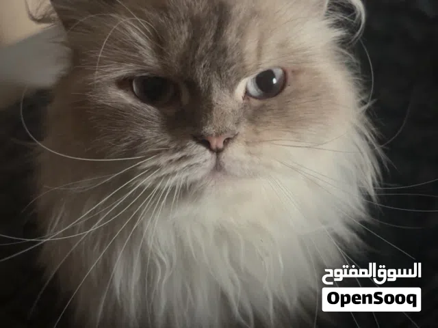 قطط منزلية للبيع حط سعرك ومانختلف
