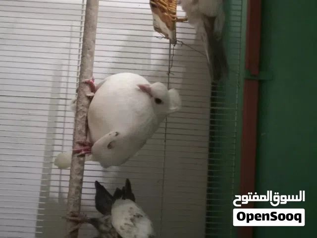 حمام للبيع فرنسي وعاديات