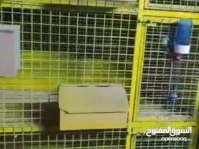 قنون حمام .