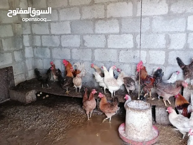 دجاج عمانيات منتجات