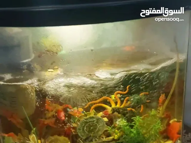 حوض سمك زجاجي
