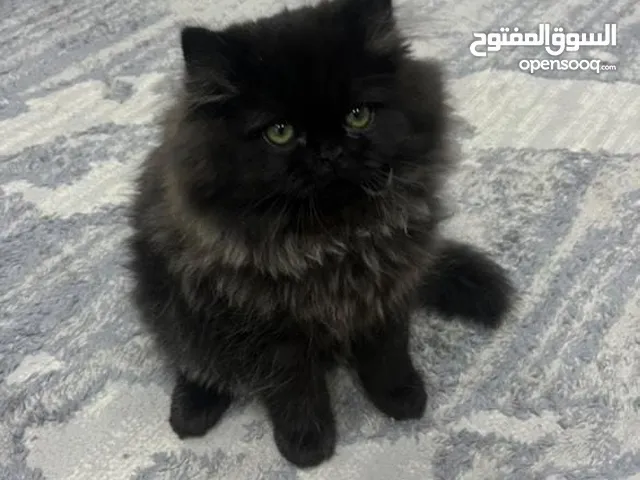 هملايا للبيع 40د