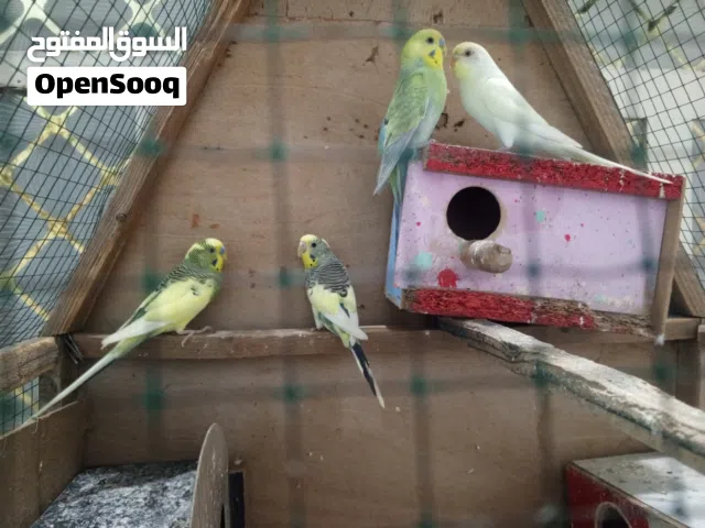 زوجين طيور حب مال بيت