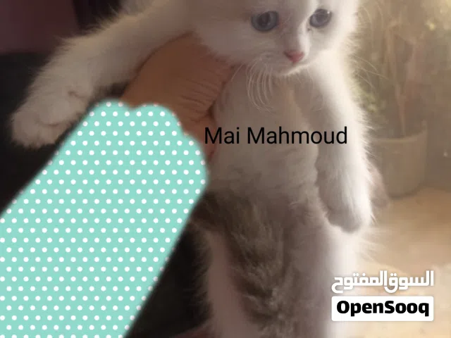 بنت راغدول باي كلر بيور