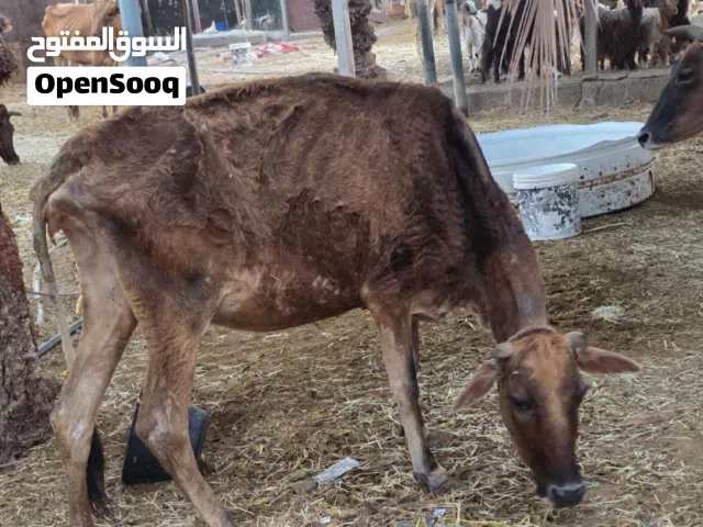 بقره تهجين جيرسي عشار زاهبه تحدر