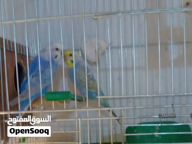 بسم الله ماشاء الله. كوبيا بقلينو