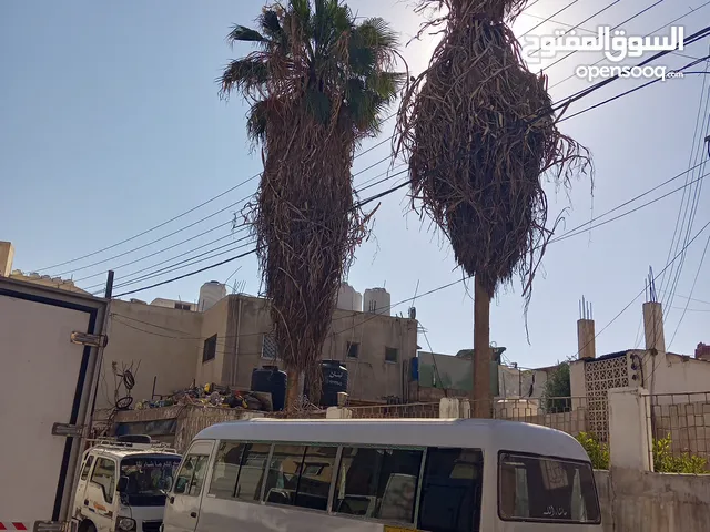 شجر نخيل للبيع طول فوق ال15 متر