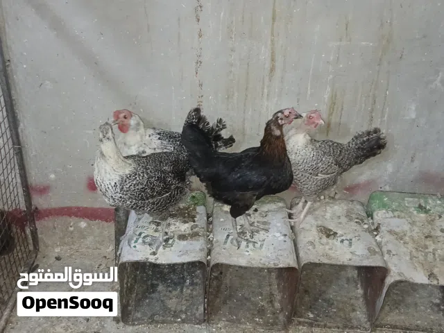 دجاج بلدي وفرخات فتوح