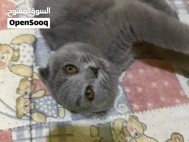 نوع القط : - 3  كيتين سكوتيش فولد وستريت ذكور
